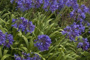 Raveninghamagapanthus summergarden